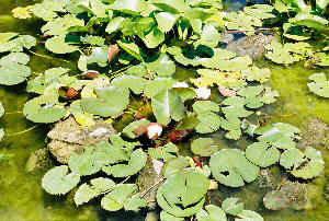 DCP_0988AB3.JPG (44947 Byte)