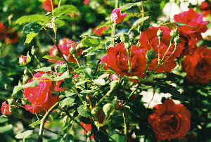 DCP_1048AB1.JPG (41891 Byte)