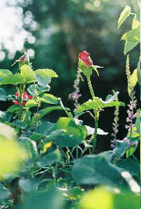 DCP_1048AB2.JPG (24239 Byte)